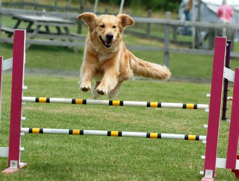 How To Teach A Dog To Jump With Safety and Training Tips