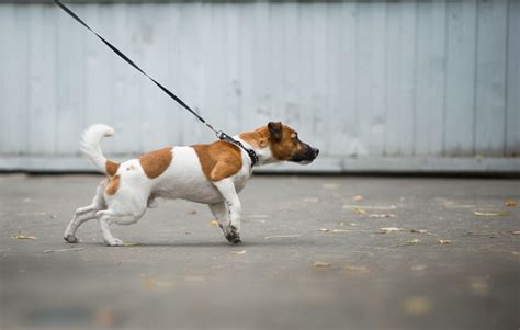 How do I get my dog to stop pulling on the leash? Exfed Dog Training