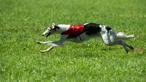 Lure Coursing Machine for Dogs National Borzoi Club
