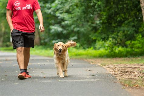 Real World Atlanta Dog Training OffLeash Outdoor Training & Fun YouTube