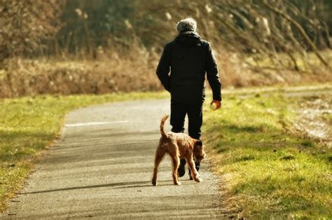 Dog Walking & Obedience Training How Your Pet Will Benefit On (and Off