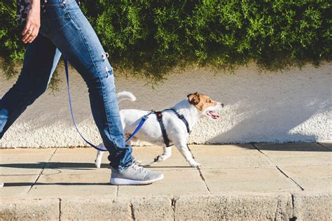 Train your puppy To walk on a leash Training your puppy, Dog training