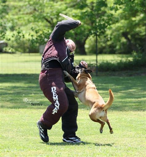 Rising S K9 Protection Dog Training Built To Bite