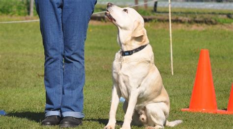 Dog Training Rally Obedience Training YouTube
