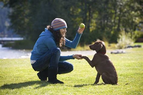 Top 10 Effective Dog Training Methods A Complete Guide on Dog Training