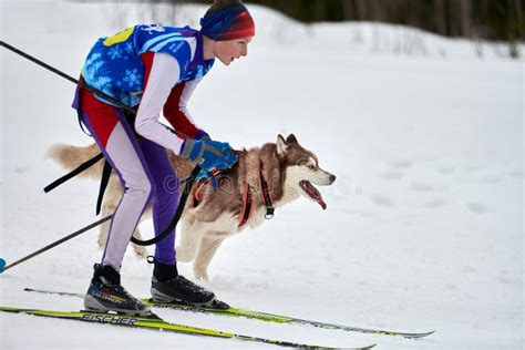 The Best Winter Dog Sport Ever Skijoring American Kennel Club