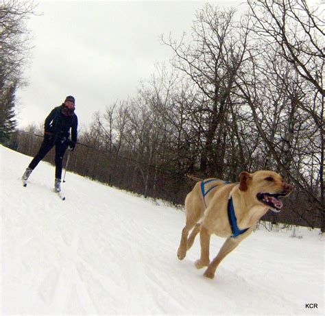 Skijoring on Mt Hood Positive dog training, Dog training classes, Dogs