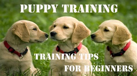 Dog Training Commands Guide Basic to Advanced Dog training, Dog