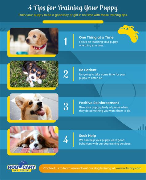 Dog Advice