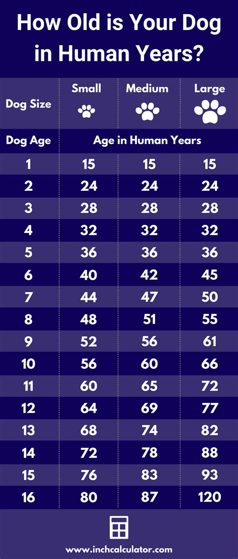 Dog Age Calculator Chart