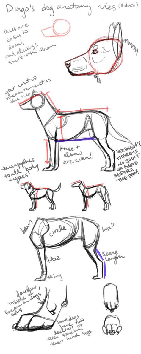 Dog Anatomy for Drawing