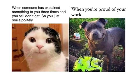 Dog And Cat Meme