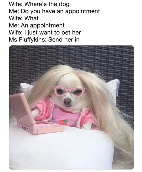 Dog And Girl Meme