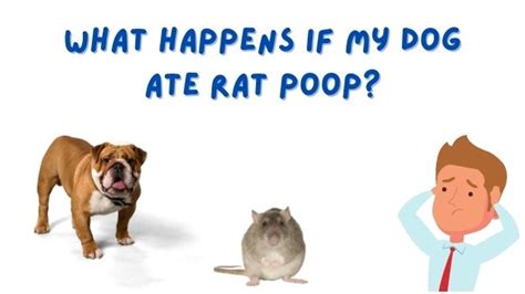 What Should I Do if My Dog Ate Rat Poison? - HubPages