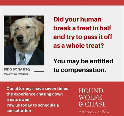 Dog Attorney Meme
