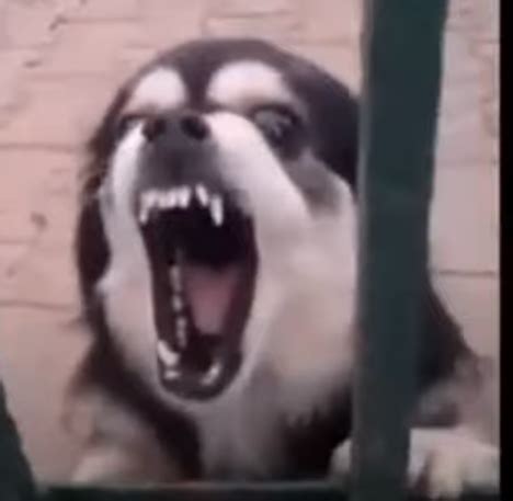 Dog Barking Meme