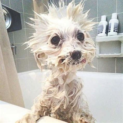 Dog Bath Meme