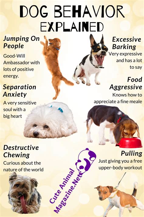 Dog Behavior