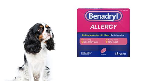 Dog Benadryl Overdose