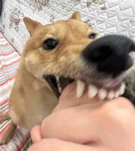 Dog Bite Meme