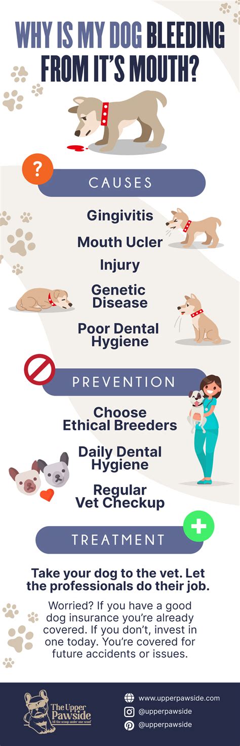 Understanding the Causes and Treatments for Dog Bleeding in Mouth: A Comprehensive Guide.