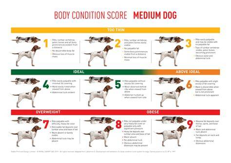Dog Body Condition Score Chart