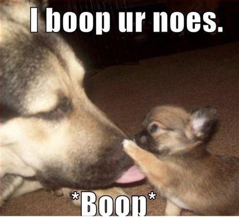 Dog Boop Meme