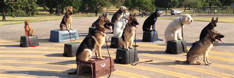 Transform Your Dog's Behavior with Effective Dog Boot Camp in CT