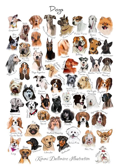 Dog Breed Identifier Chart