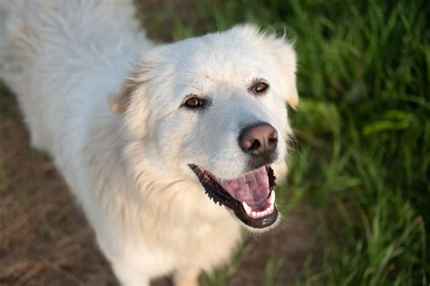 Dog Breed Information