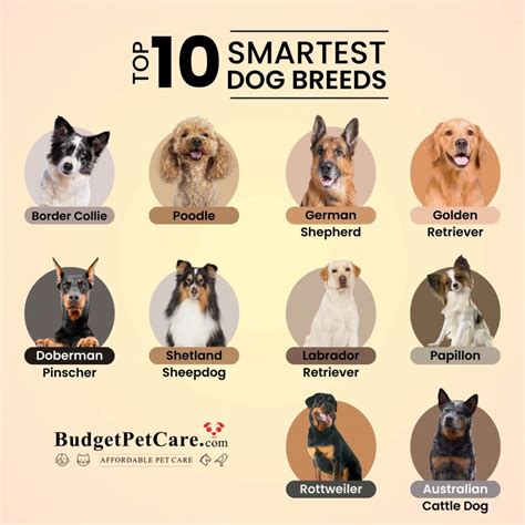 Dog Breed List Smartest