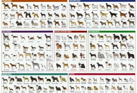 Dog Breed Search