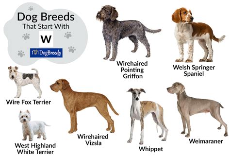 Dog Breed W