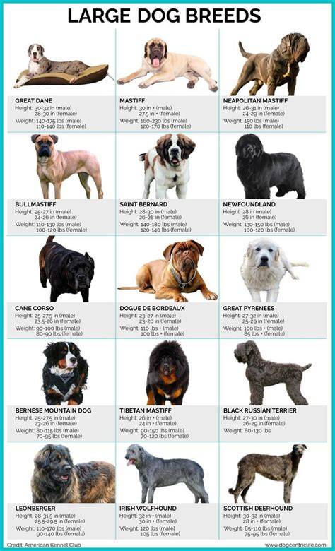 Dog Breeds List Large