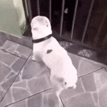 Dog Butt Meme