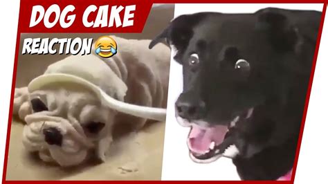 Dog Cake Meme