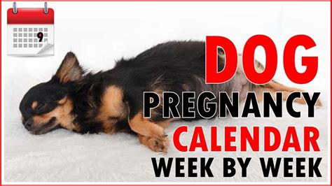 Dog Calendar For Pregnancy