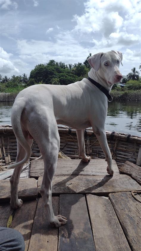 Venice's canals have run dry following weeks without rain Metro News
