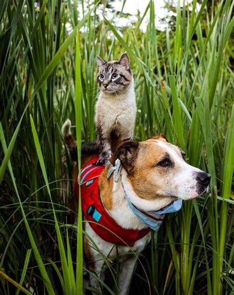 Dog Carries Cat