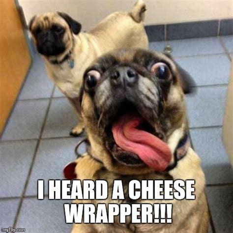 Dog Cheese Wrapper Meme