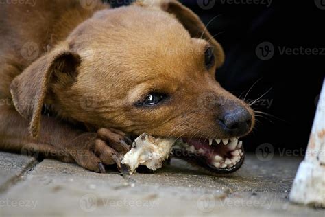 Dog Chewing Meme