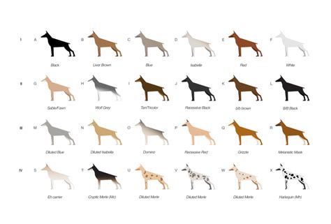 Dog Coat Color Chart
