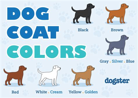 Dog Coat Colors Chart