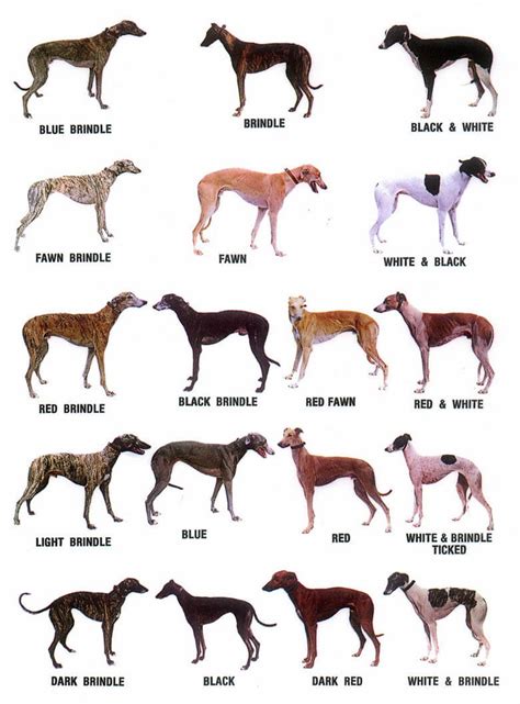 Dog Color Patterns