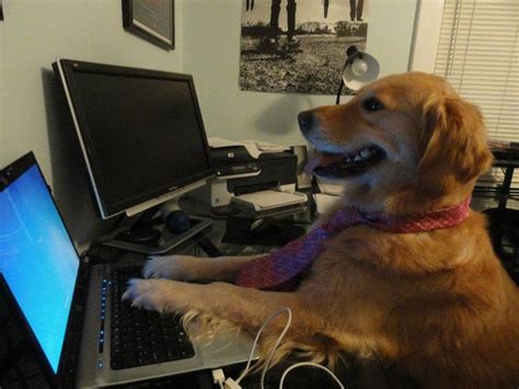 Dog Computer Meme