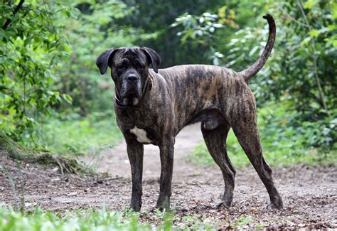 Cane Corso Dog Breed » Everything About Cane Corsos
