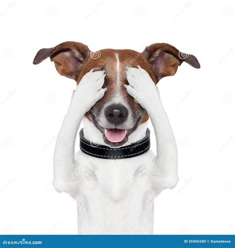Dog Cover Eyes