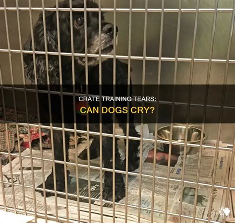 Caring for Your Canine: How to Help Your Dog Stop Crying in Their Crate