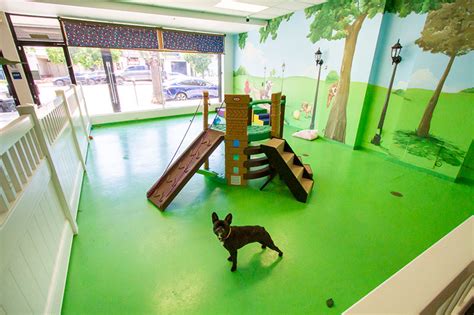 Dog Daycare & Extended Stays