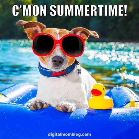 Dog Days Of Summer Meme